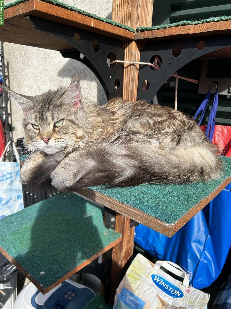 Bild 4: 5-jährige Maine Coon Kätzin silver tabby, Einzelhaltung