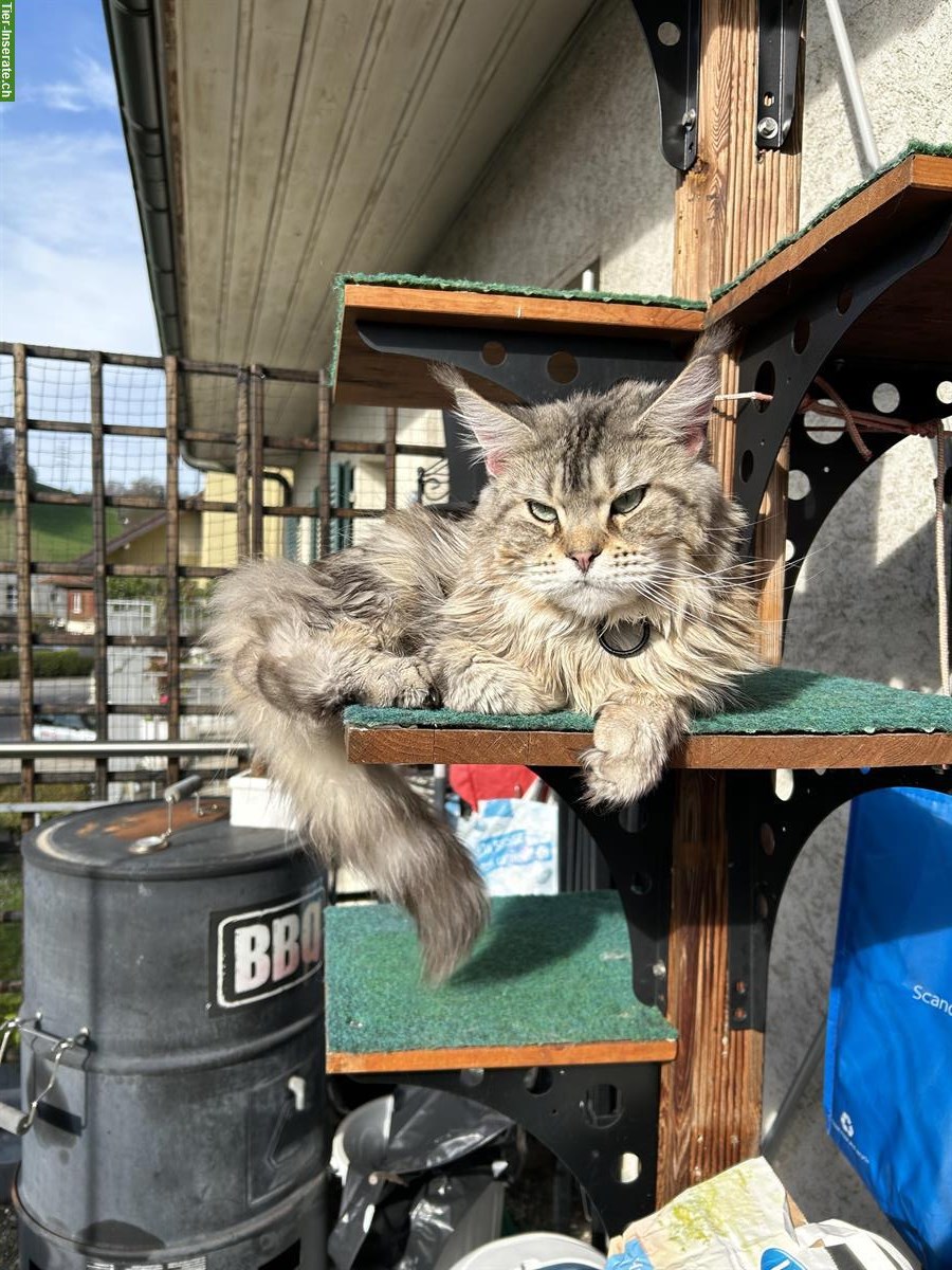 Bild 5: 5-jährige Maine Coon Kätzin silver tabby, Einzelhaltung