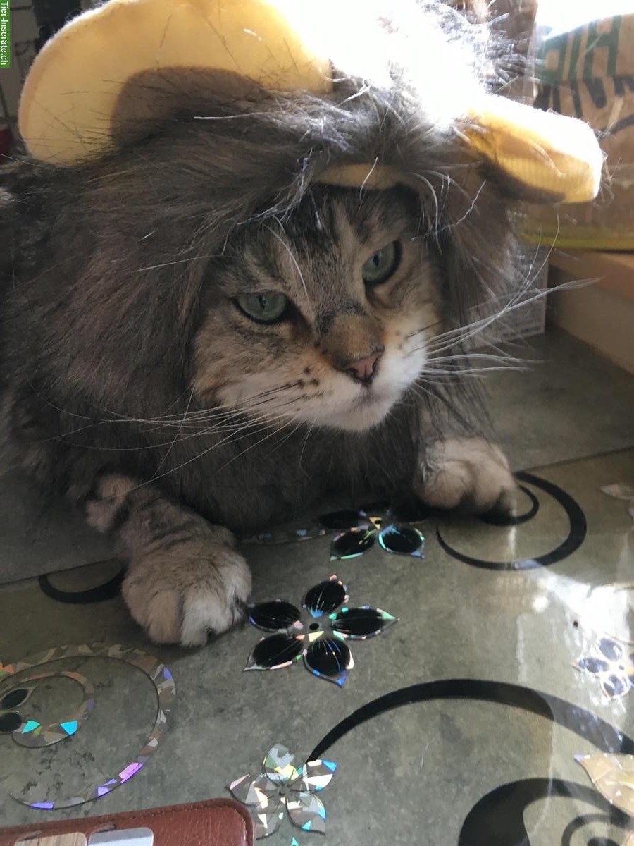 Bild 6: 5-jährige Maine Coon Kätzin silver tabby, Einzelhaltung