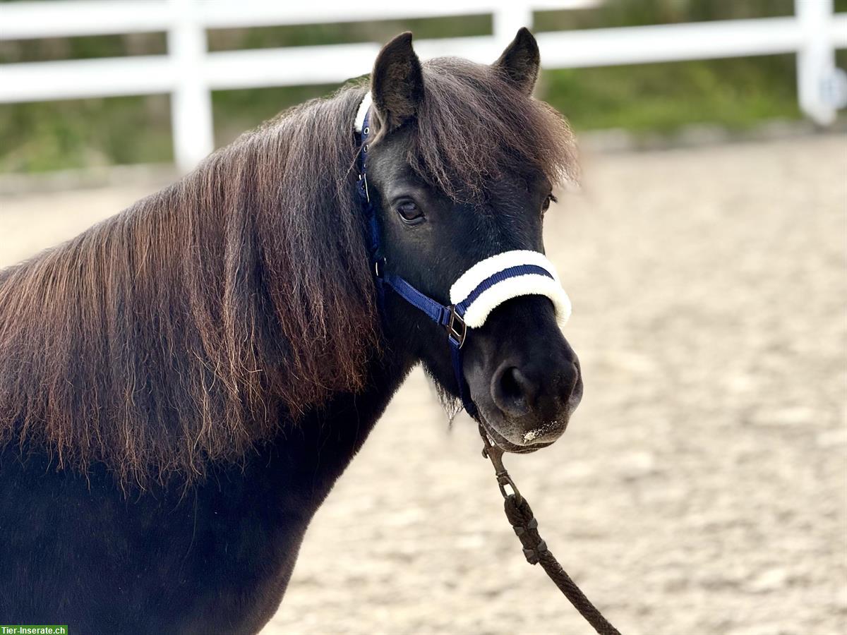 Shetlandpony Stuten, gekört, prämiert