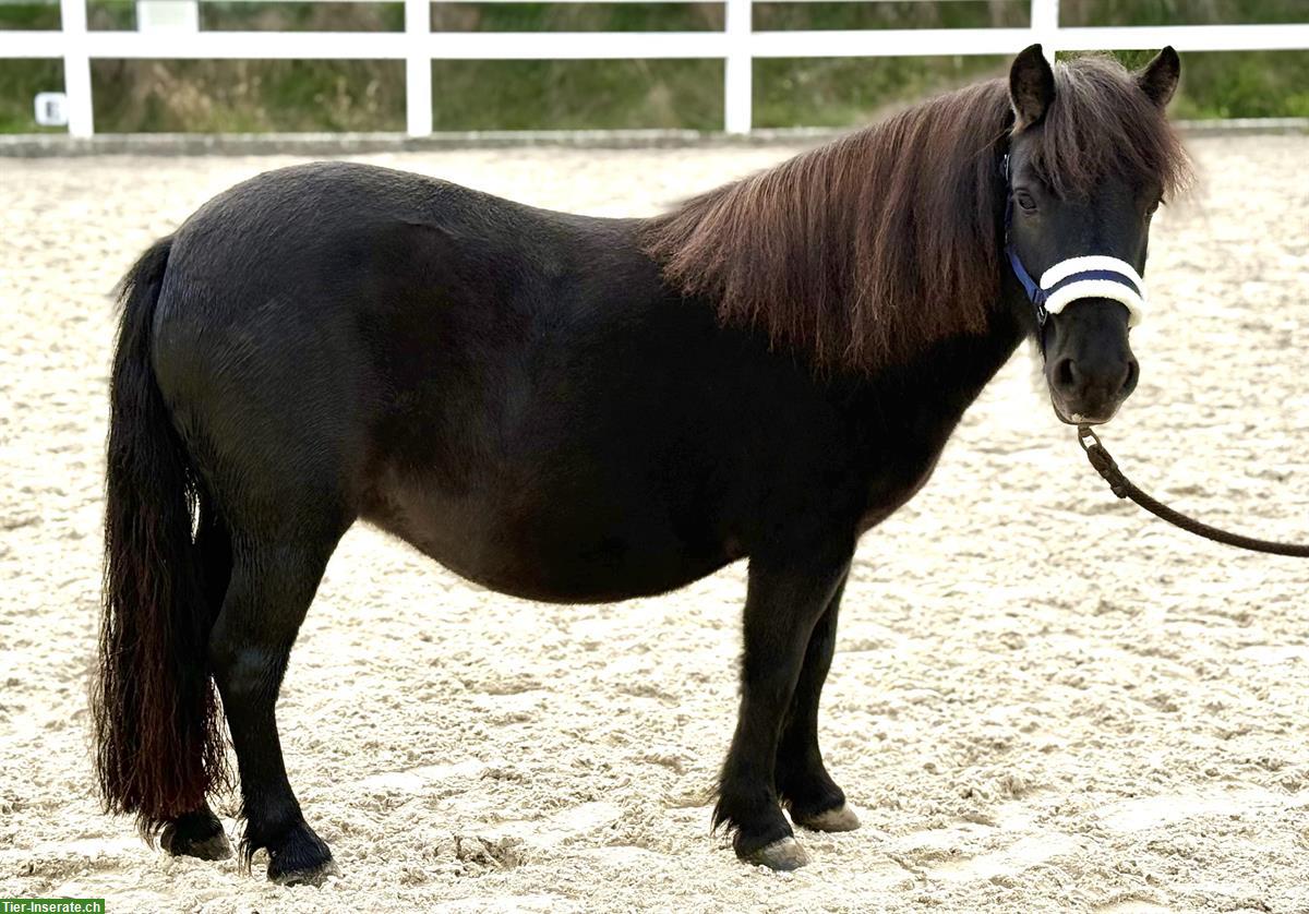 Bild 2: Shetlandpony Stuten, gekört, prämiert