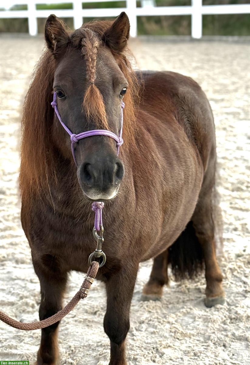 Bild 3: Shetlandpony Stuten, gekört, prämiert