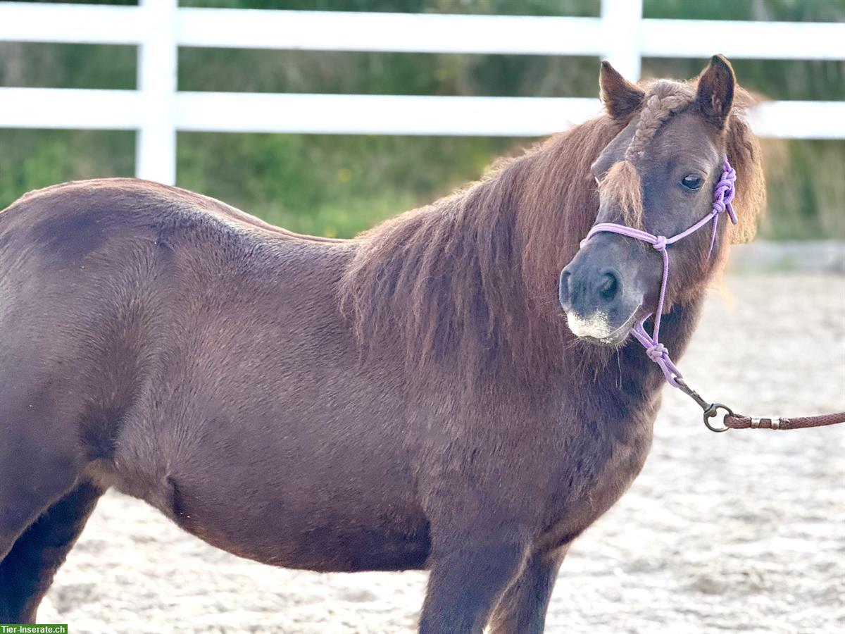Bild 4: Shetlandpony Stuten, gekört, prämiert