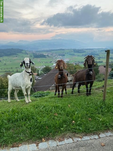 3 Burenziegen, Kalahari Red und Mischling