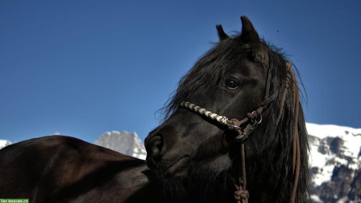 Schwarze Ponystute zu verkaufen