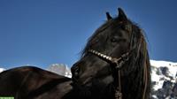 Schwarze Ponystute zu verkaufen