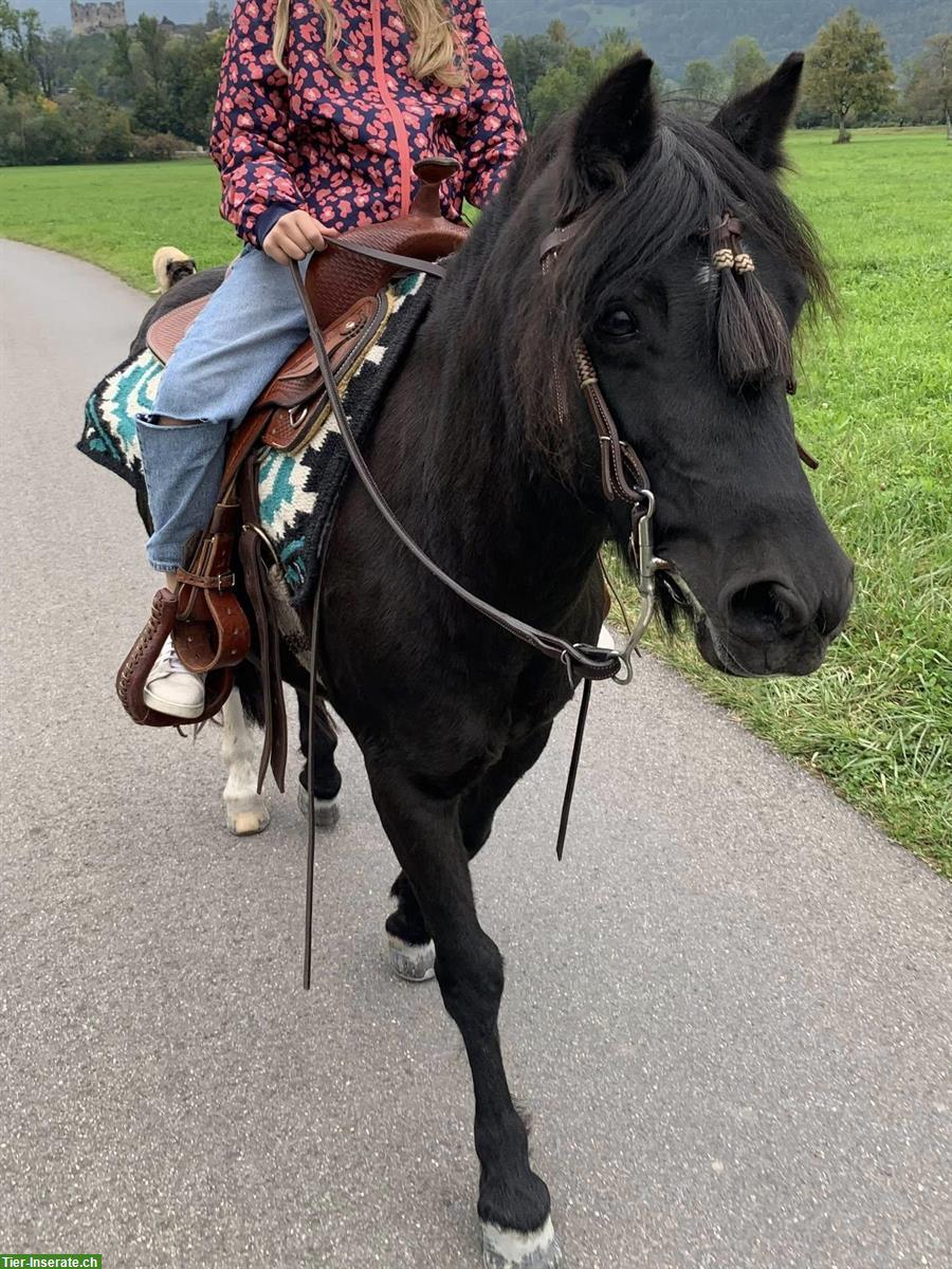 Bild 2: Schwarze Ponystute zu verkaufen