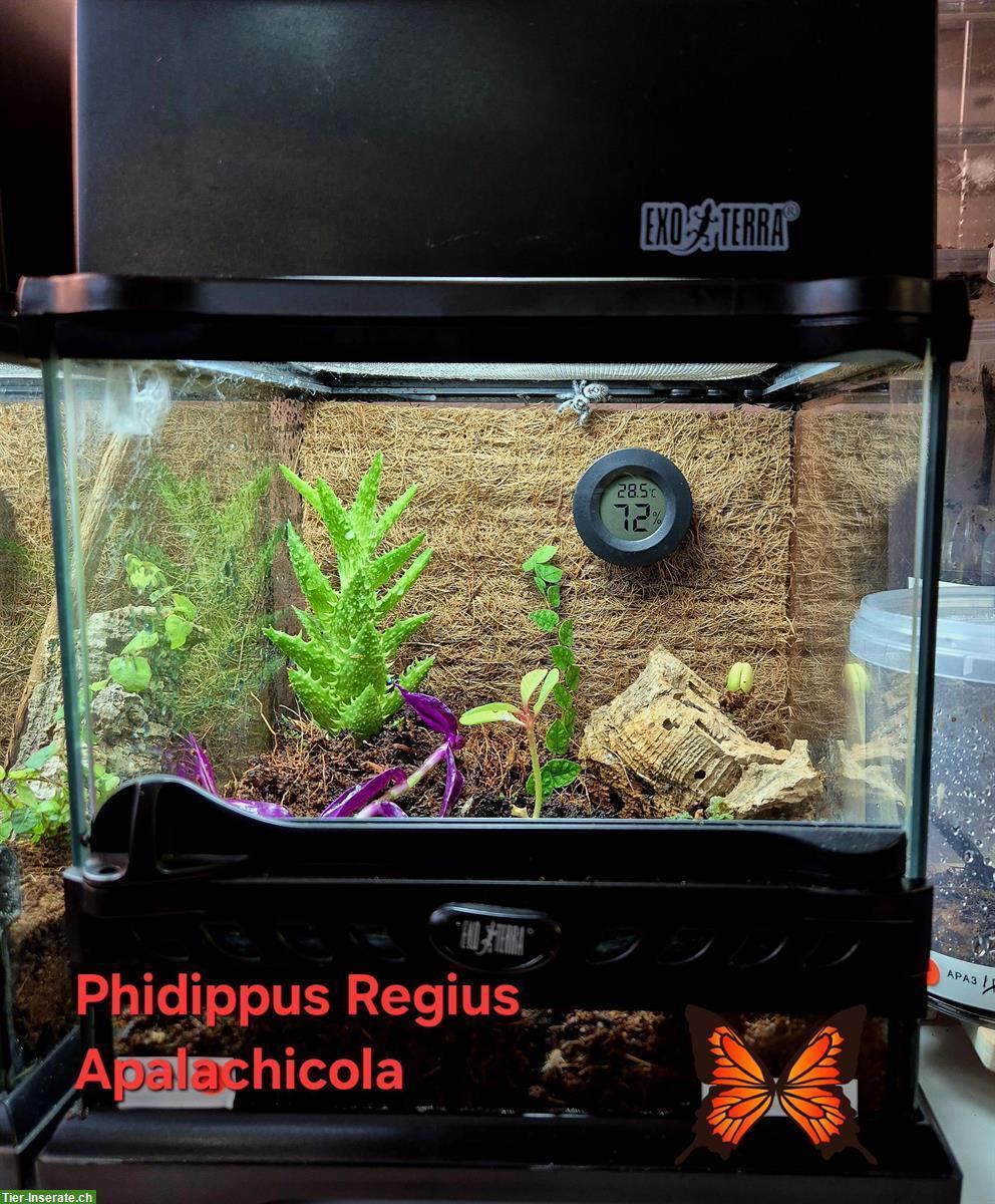 Springspinne mit Terrarium als Komplettset abzugeben