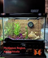 Springspinne mit Terrarium als Komplettset abzugeben