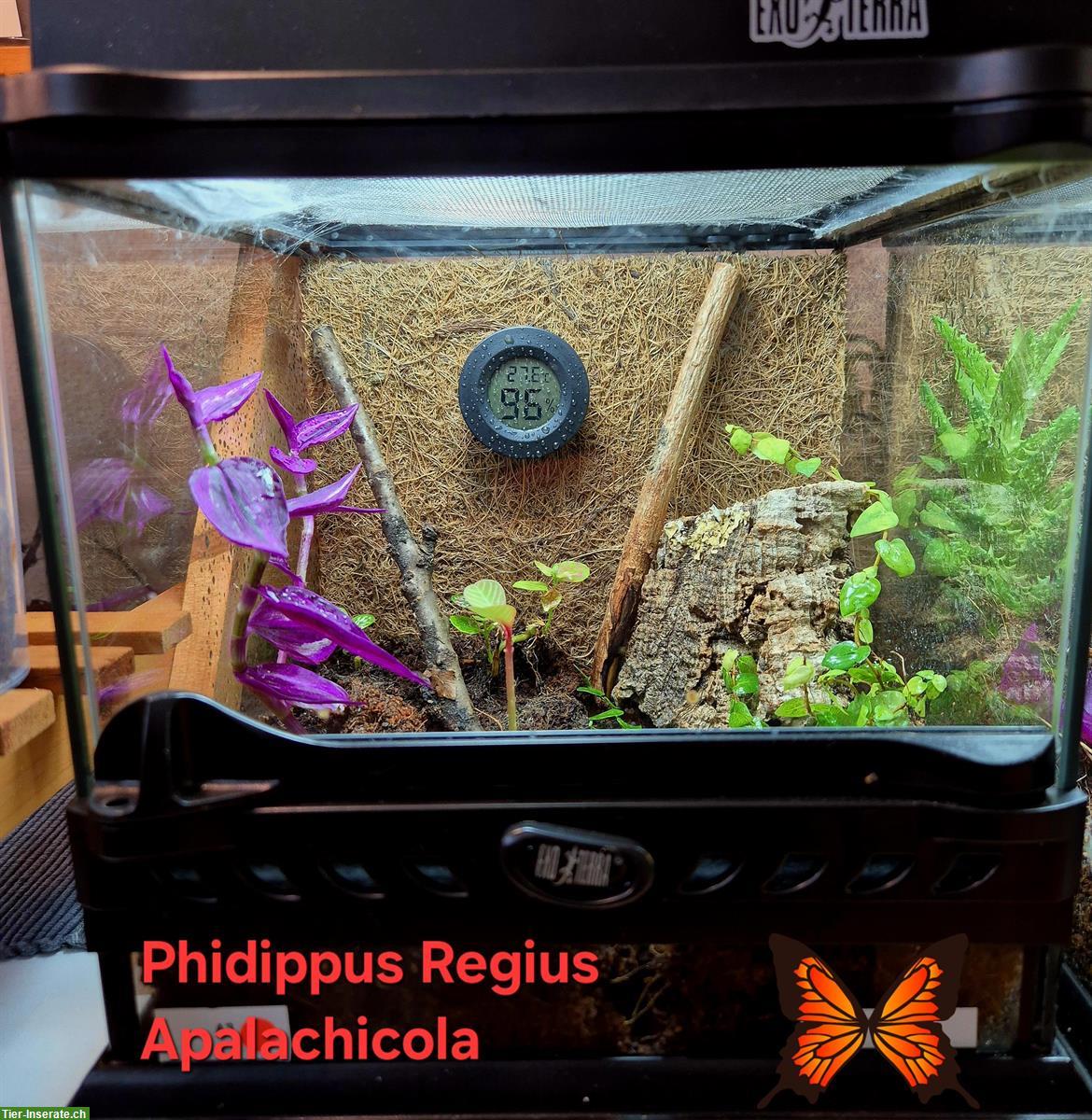 Bild 2: Springspinne mit Terrarium als Komplettset abzugeben