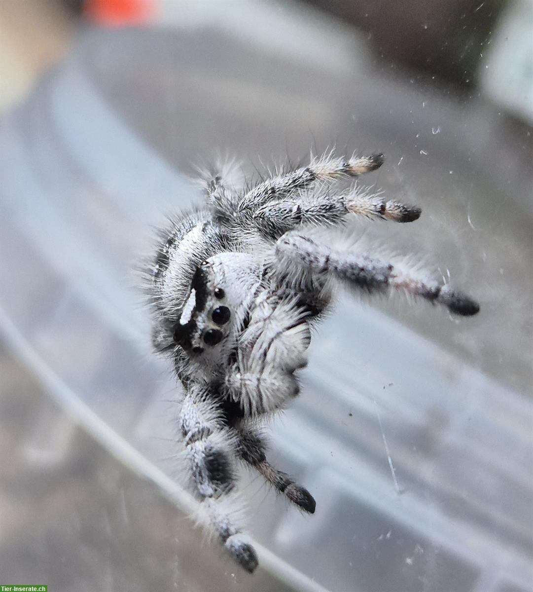 Bild 3: Springspinne mit Terrarium als Komplettset abzugeben