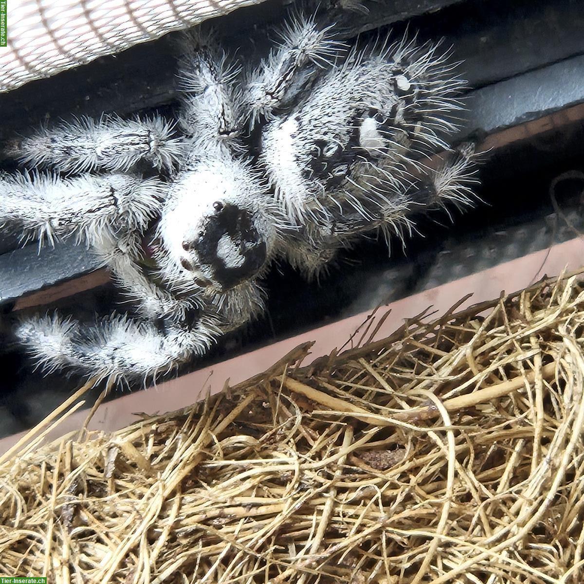 Bild 4: Springspinne mit Terrarium als Komplettset abzugeben