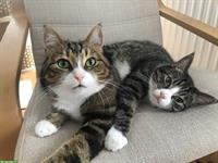 Katzengeschwister suchen liebevolles Zuhause