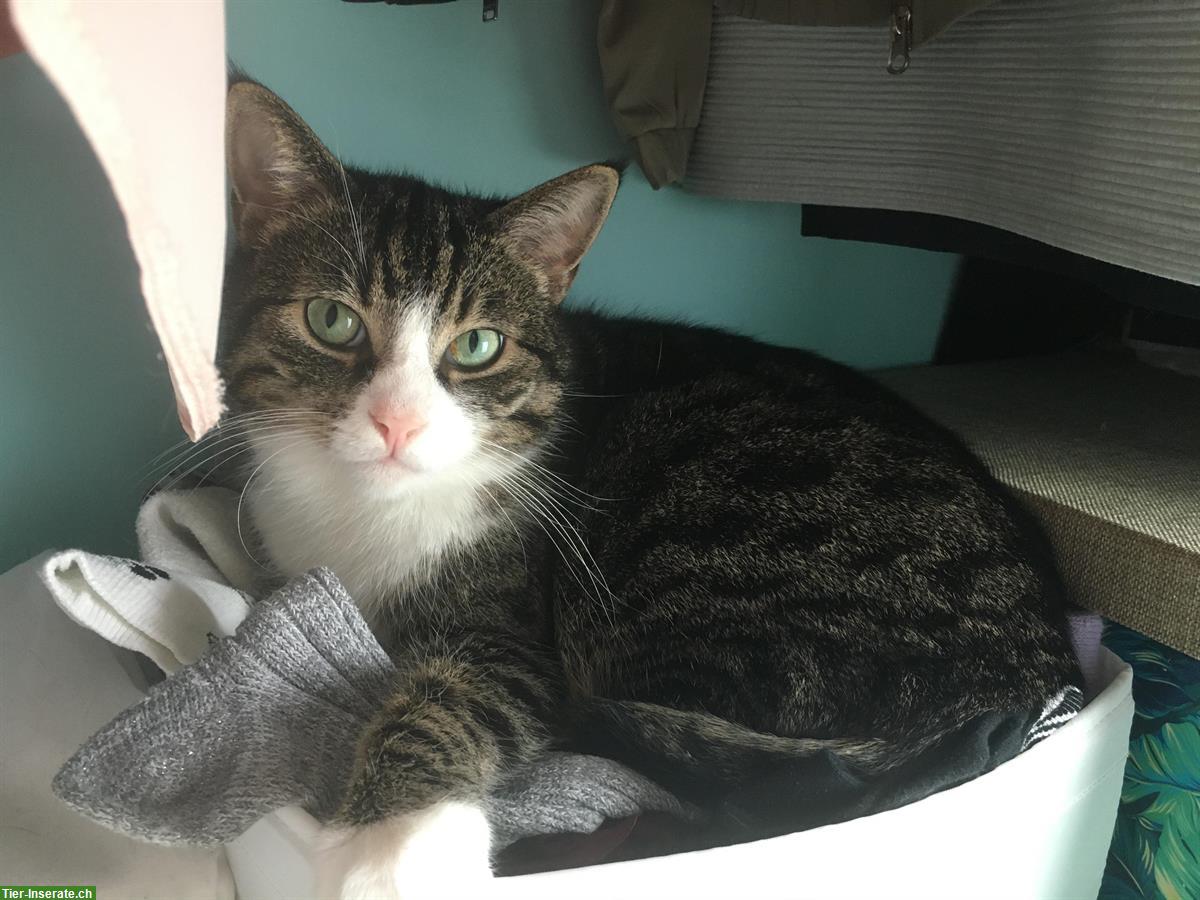 Bild 3: Katzengeschwister suchen liebevolles Zuhause