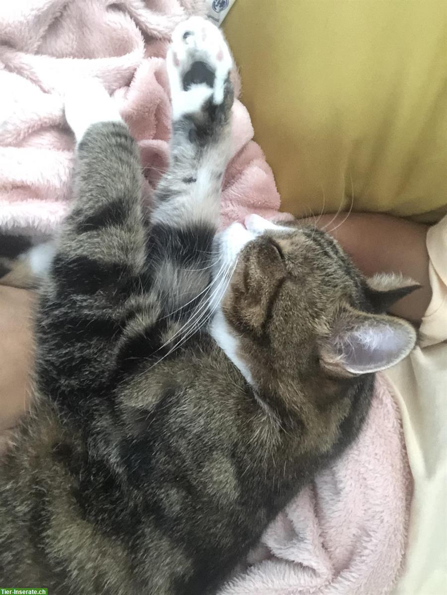 Bild 5: Katzengeschwister suchen liebevolles Zuhause