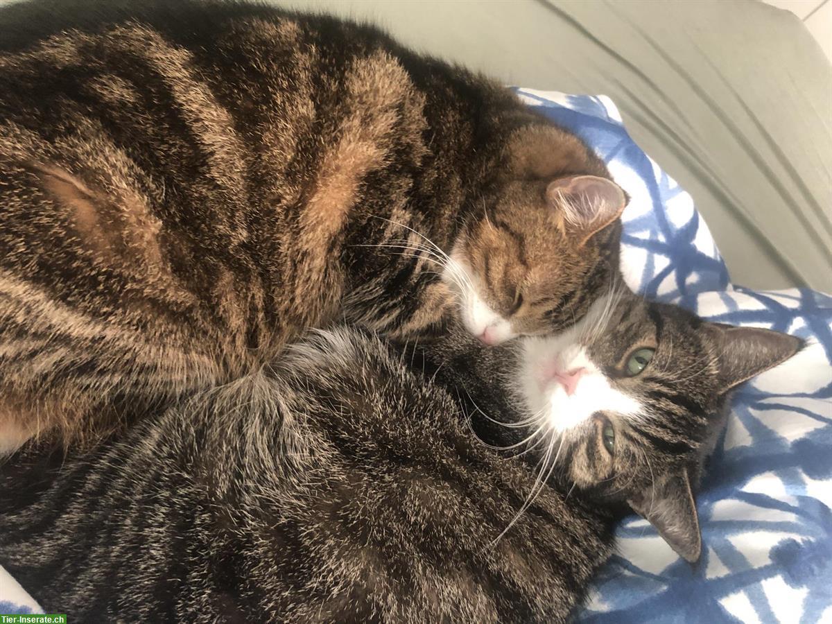 Bild 6: Katzengeschwister suchen liebevolles Zuhause
