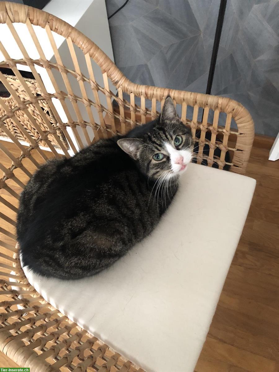Bild 7: Katzengeschwister suchen liebevolles Zuhause
