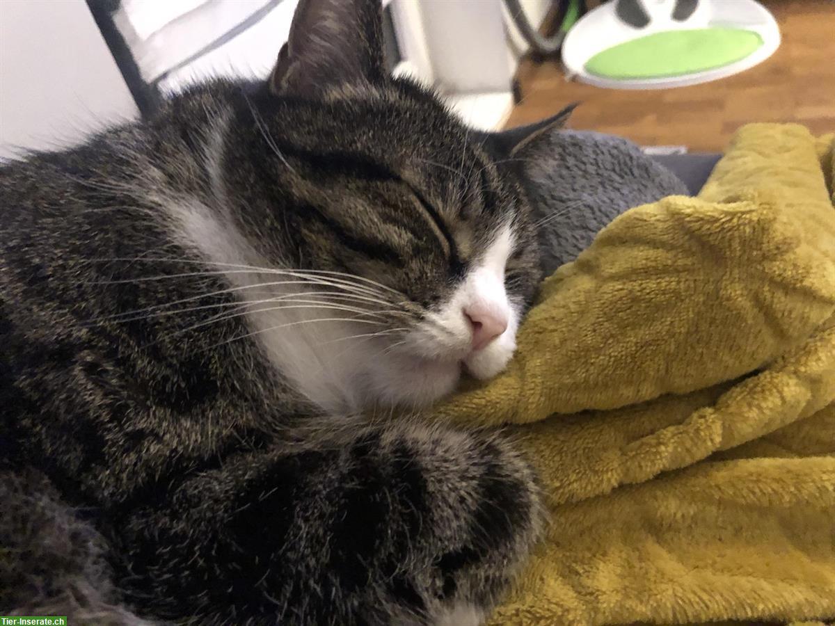 Bild 8: Katzengeschwister suchen liebevolles Zuhause