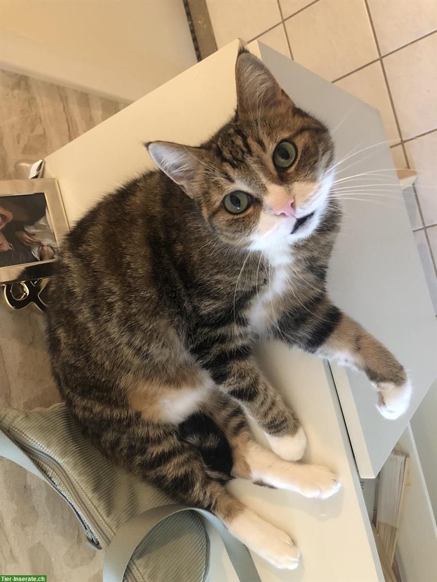 Bild 9: Katzengeschwister suchen liebevolles Zuhause