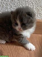 BKH x Sibirische Waldkatzen Kitten suchen Freigang-Zuhause