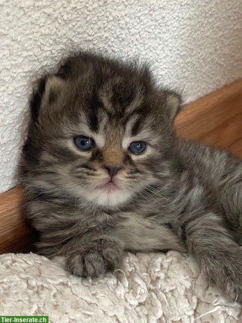 Bild 2: BKH x Sibirische Waldkatzen Kitten suchen Freigang-Zuhause