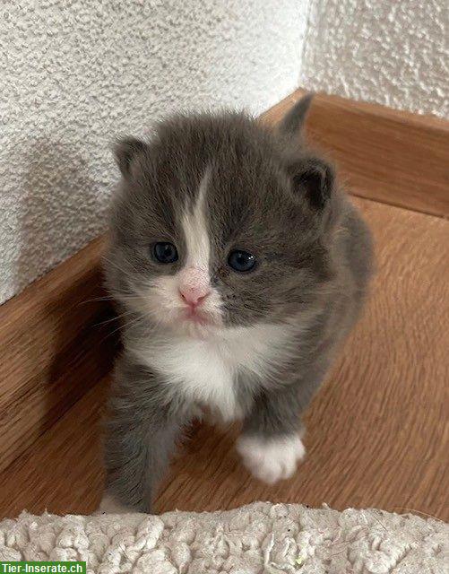 Bild 3: BKH x Sibirische Waldkatzen Kitten suchen Freigang-Zuhause