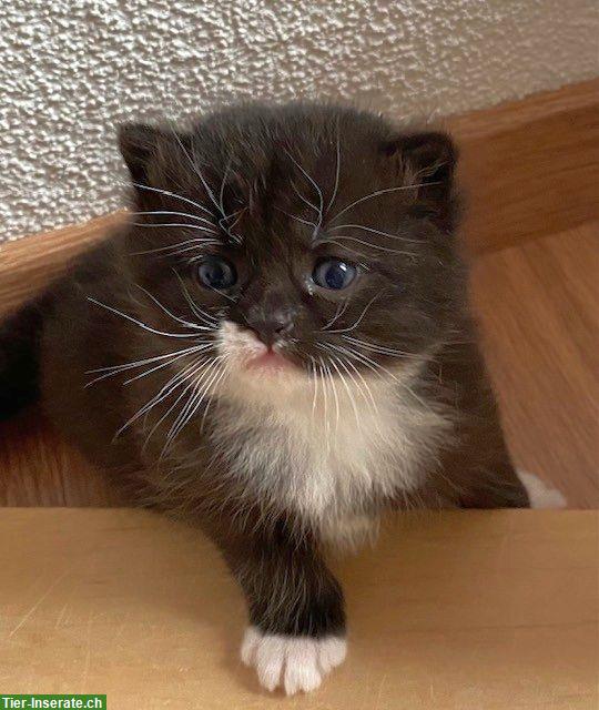 Bild 4: BKH x Sibirische Waldkatzen Kitten suchen Freigang-Zuhause