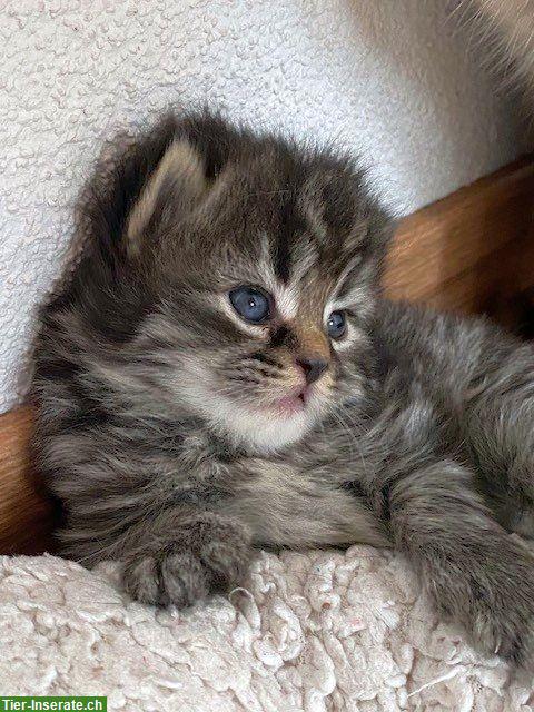 Bild 5: BKH x Sibirische Waldkatzen Kitten suchen Freigang-Zuhause