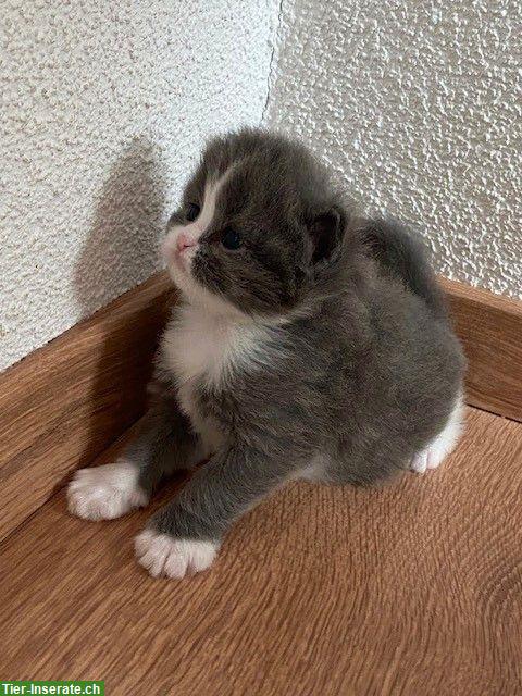 Bild 6: BKH x Sibirische Waldkatzen Kitten suchen Freigang-Zuhause
