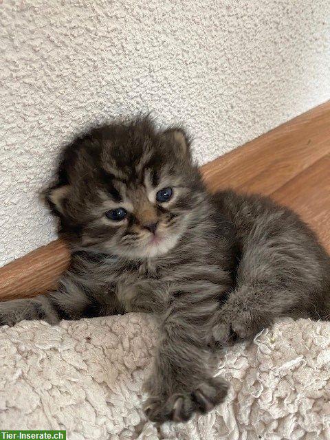 Bild 7: BKH x Sibirische Waldkatzen Kitten suchen Freigang-Zuhause