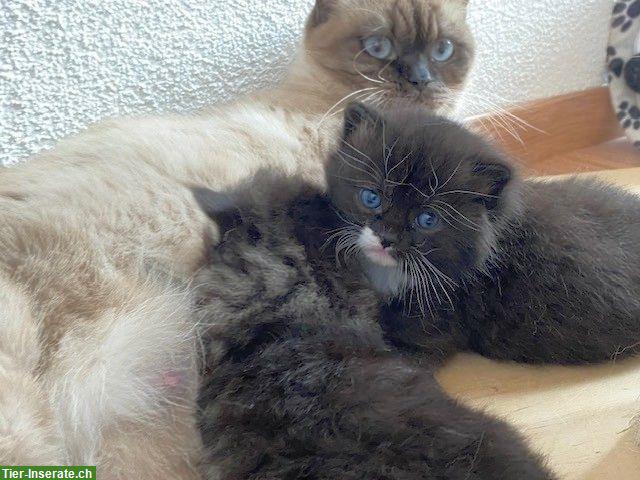 Bild 8: BKH x Sibirische Waldkatzen Kitten suchen Freigang-Zuhause