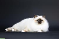 1-jähriger Heilige Birma Kater, reinrassig mit Stammbaum