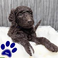 F1b Labradoodle Welpe (Rüde) in Standard mit Papieren