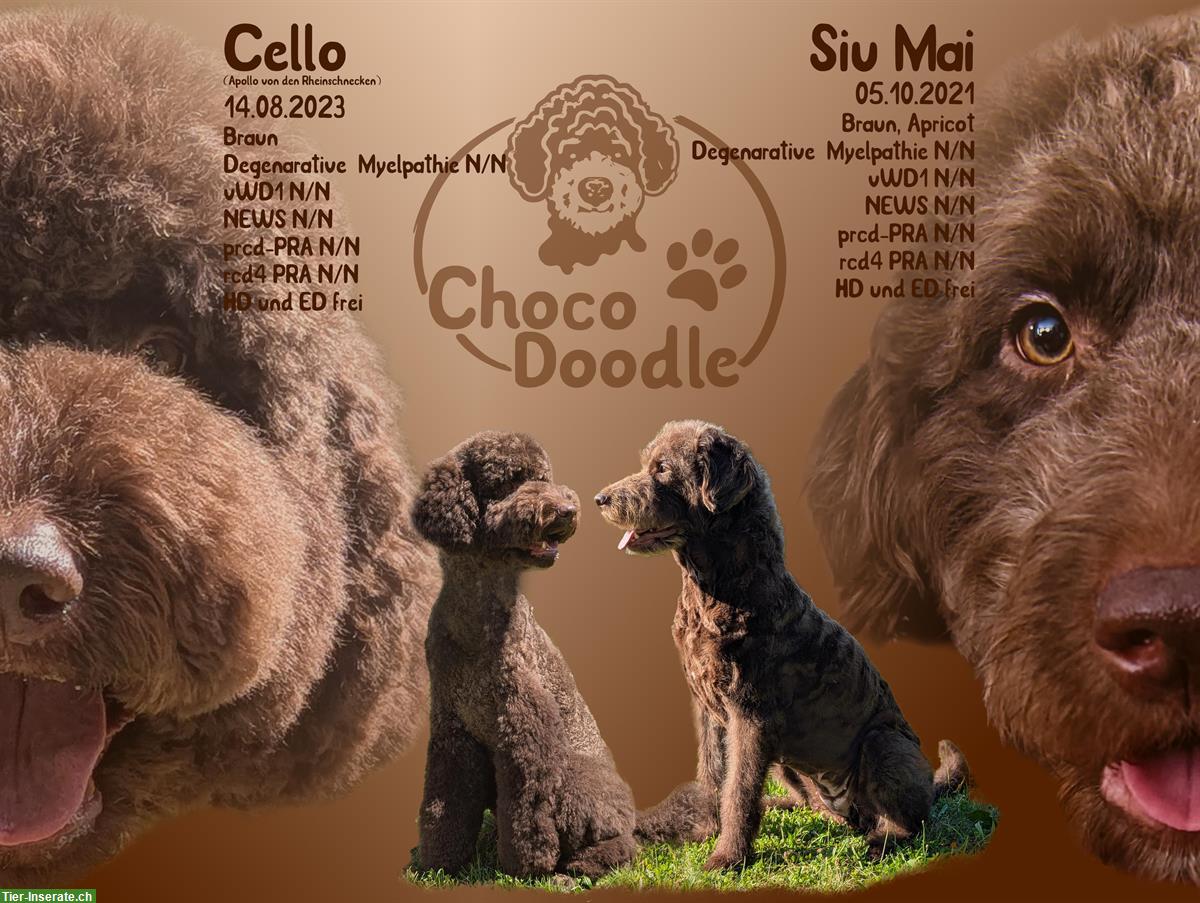 Bild 3: F1b Labradoodle Welpe (Rüde) in Standard mit Papieren