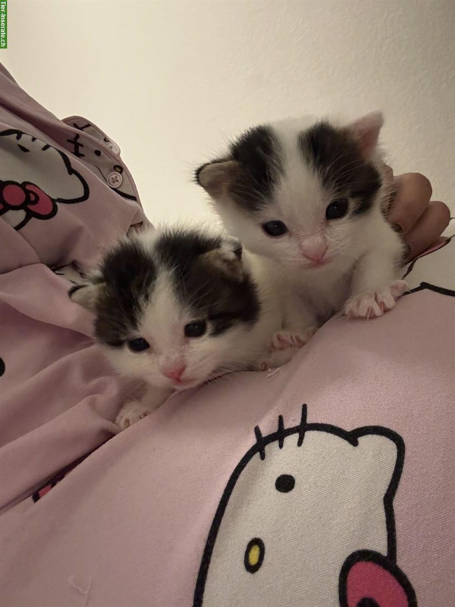 Bild 2: Baby Kätzchen, weiss-schwarz zu verkaufen