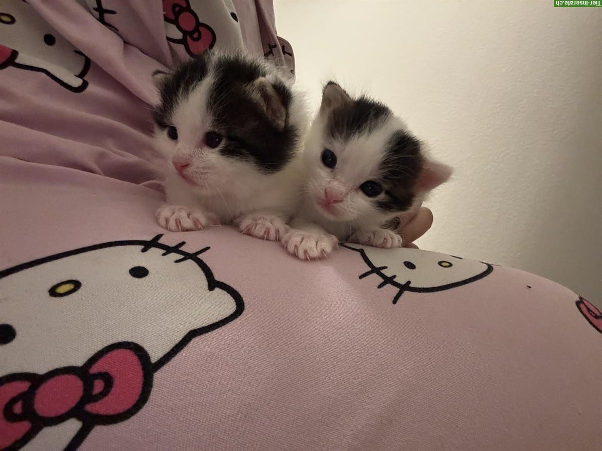 Bild 3: Baby Kätzchen, weiss-schwarz zu verkaufen