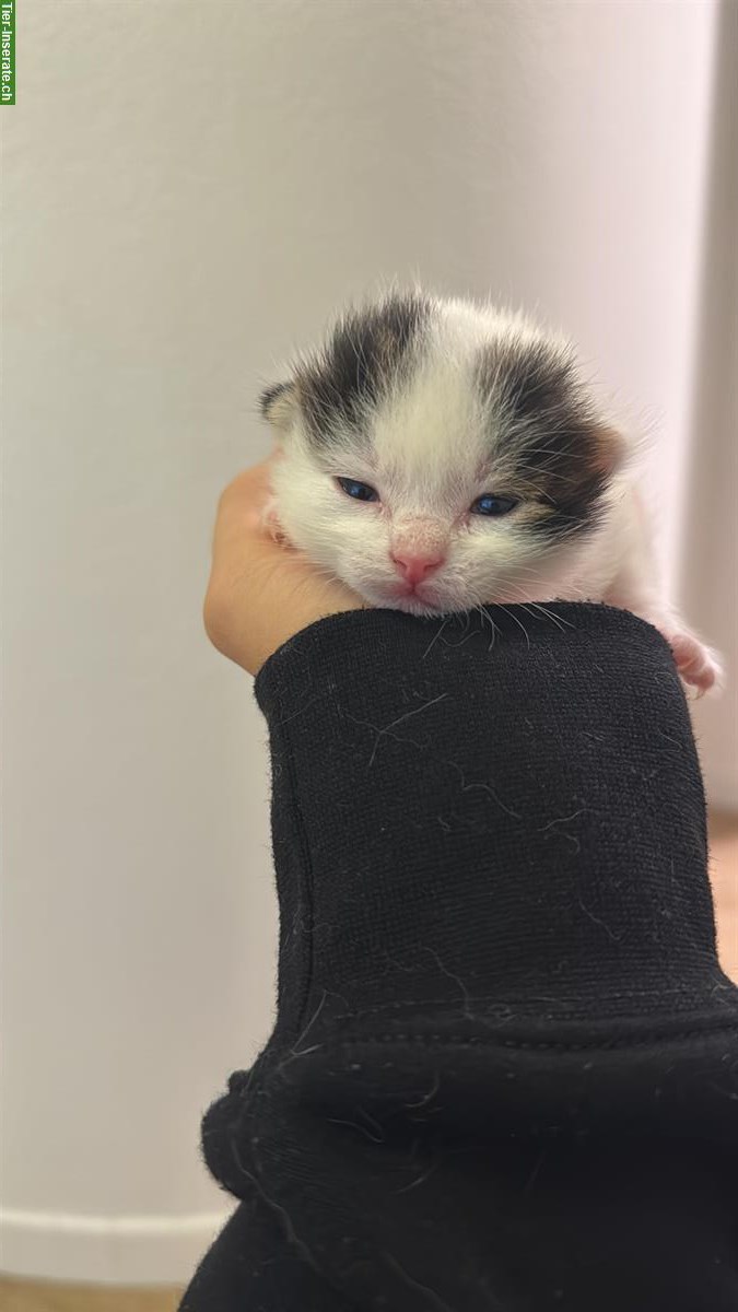 Bild 4: Baby Kätzchen, weiss-schwarz zu verkaufen