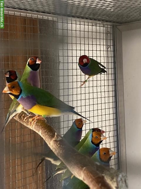 Bild 2: Gouldamadinen und Spitzschwanzamadinen zu verkaufen