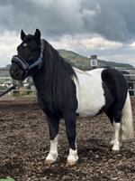 Shetland Ponys, Stuten und Wallache