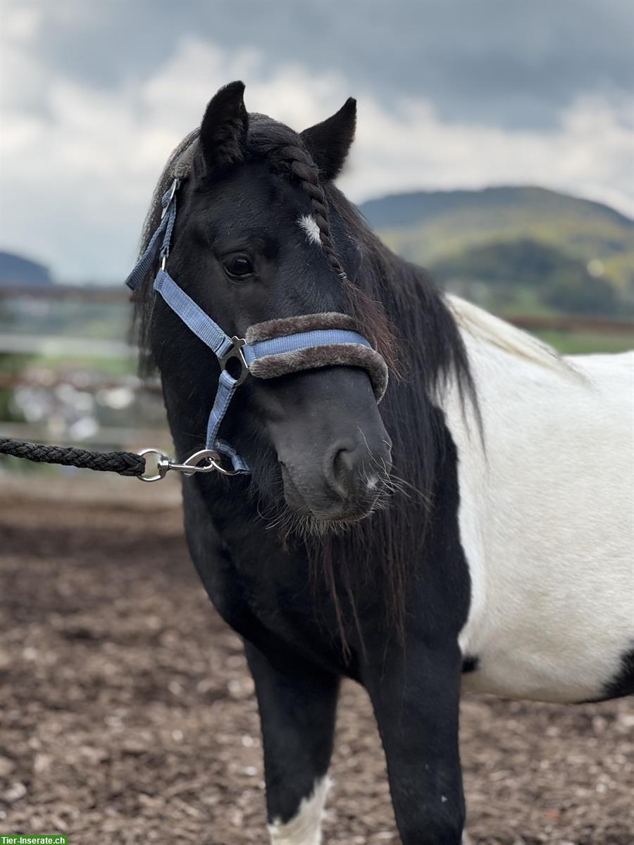 Bild 2: Shetland Ponys, Stuten und Wallache