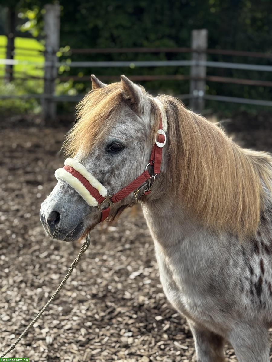 Bild 3: Shetland Ponys, Stuten und Wallache