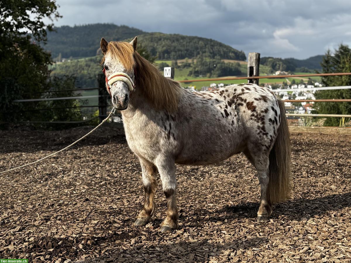 Bild 4: Shetland Ponys, Stuten und Wallache