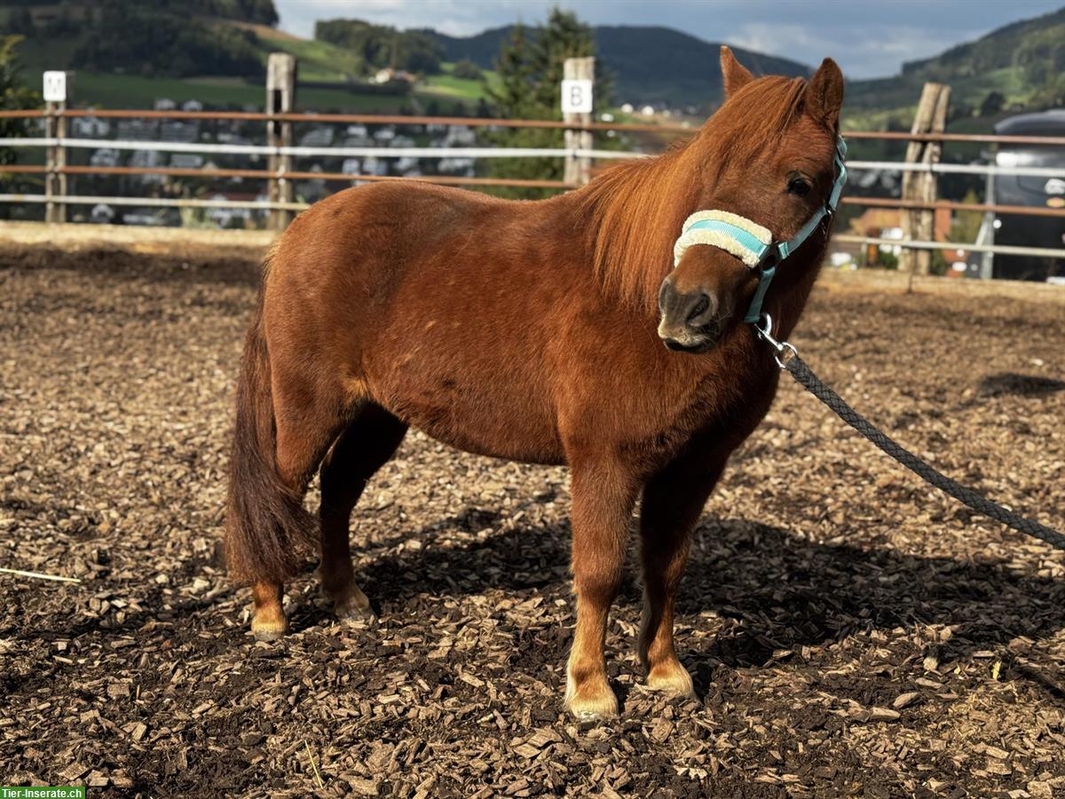 Bild 5: Shetland Ponys, Stuten und Wallache