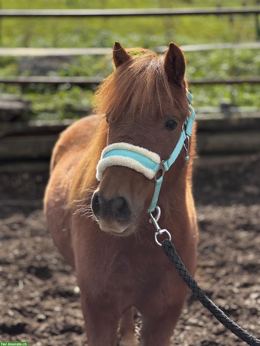 Bild 6: Shetland Ponys, Stuten und Wallache