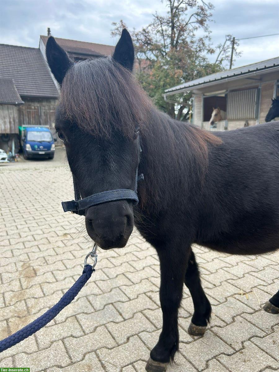 Bild 7: Shetland Ponys, Stuten und Wallache
