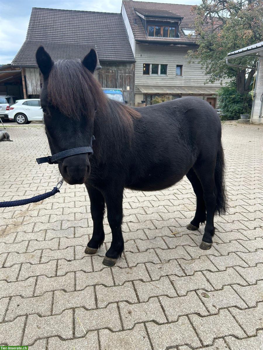 Bild 8: Shetland Ponys, Stuten und Wallache