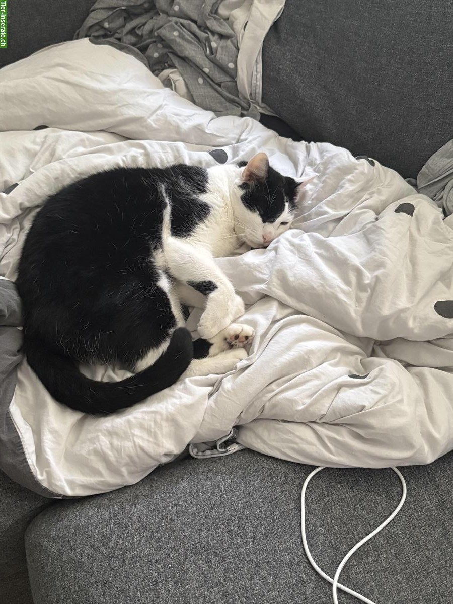 GRATIS: Verschmuster Kater sucht Freigang-Zuhause