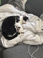 GRATIS: Verschmuster Kater sucht Freigang-Zuhause
