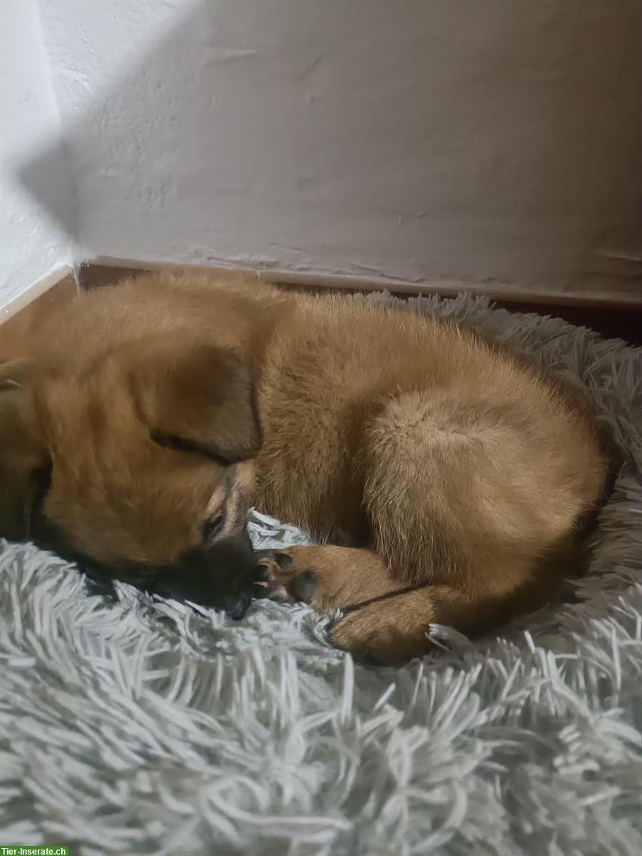 Bild 2: Belgischer Schäferhund Mischlingswelpe sucht Zuhause