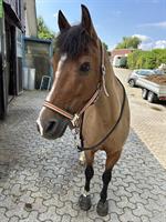 Lässige ältere Ponystute sucht Lebensplatz